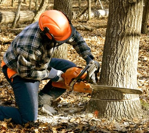 Tree Removal in Grandview, TX